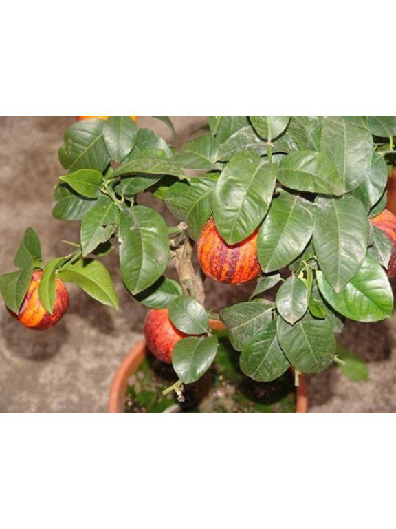 

Лимон Аркобалено (C. meyerii x c. sinensis "doppio sanguigno") до 20 см. Комнатный