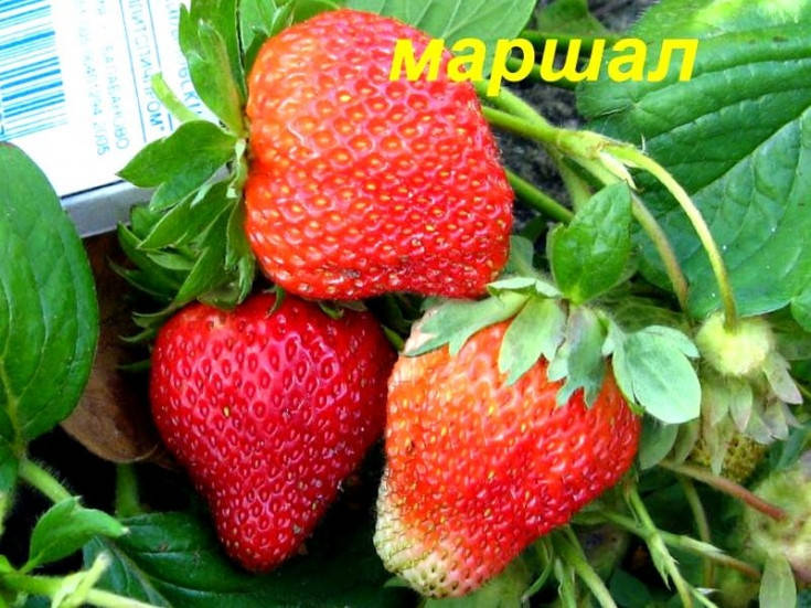 

Клубника Маршал (ОКС)