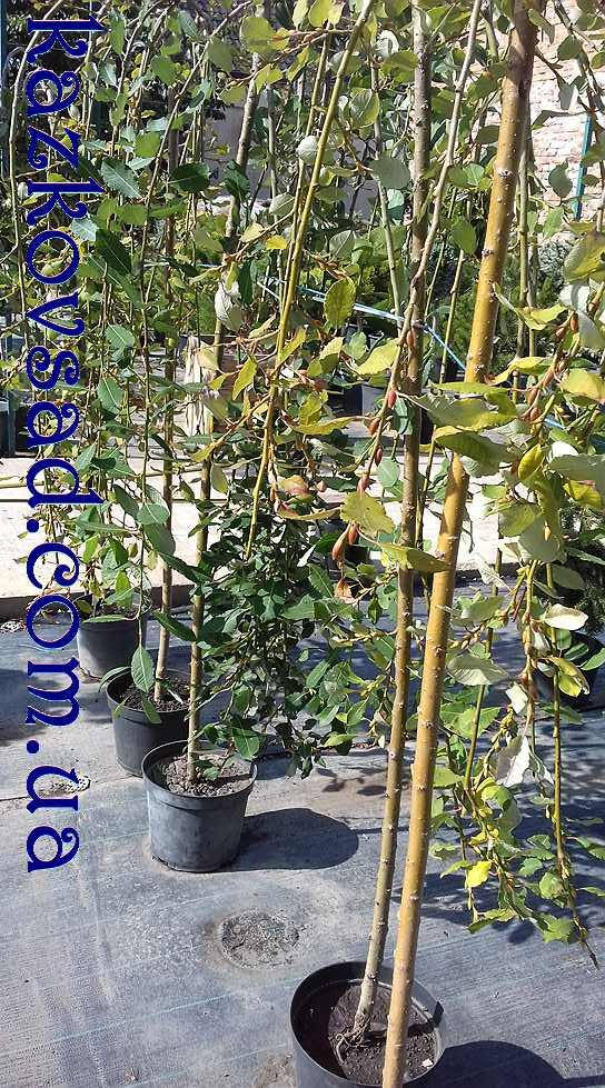 

Ива плакучая Kilmarnock ( Высота привоя 1.3 м)