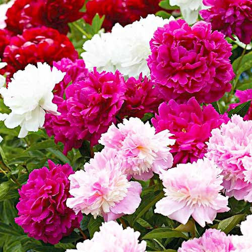 

Півонія Махровий Мікс (Double Peony Mix)(кореневища)2 шт.
