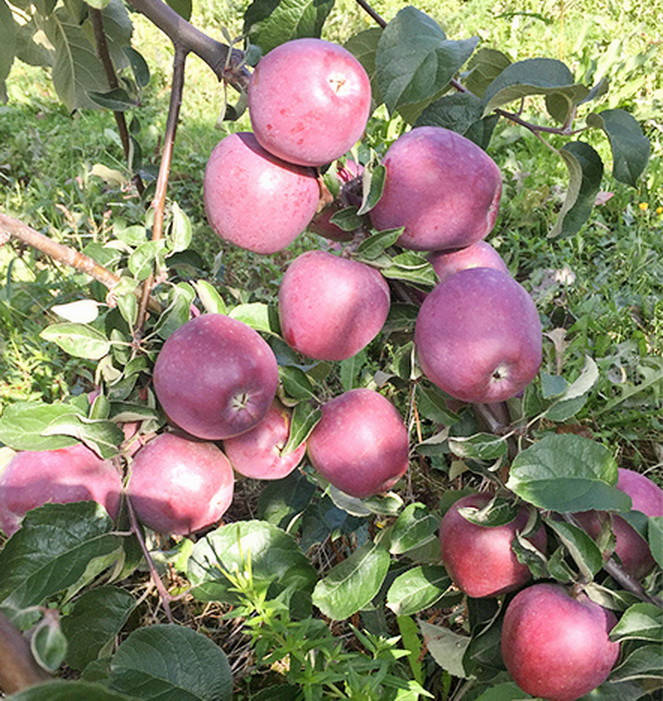 

Яблоня Имант. (Б7-35). (в). Позднезимний сорт