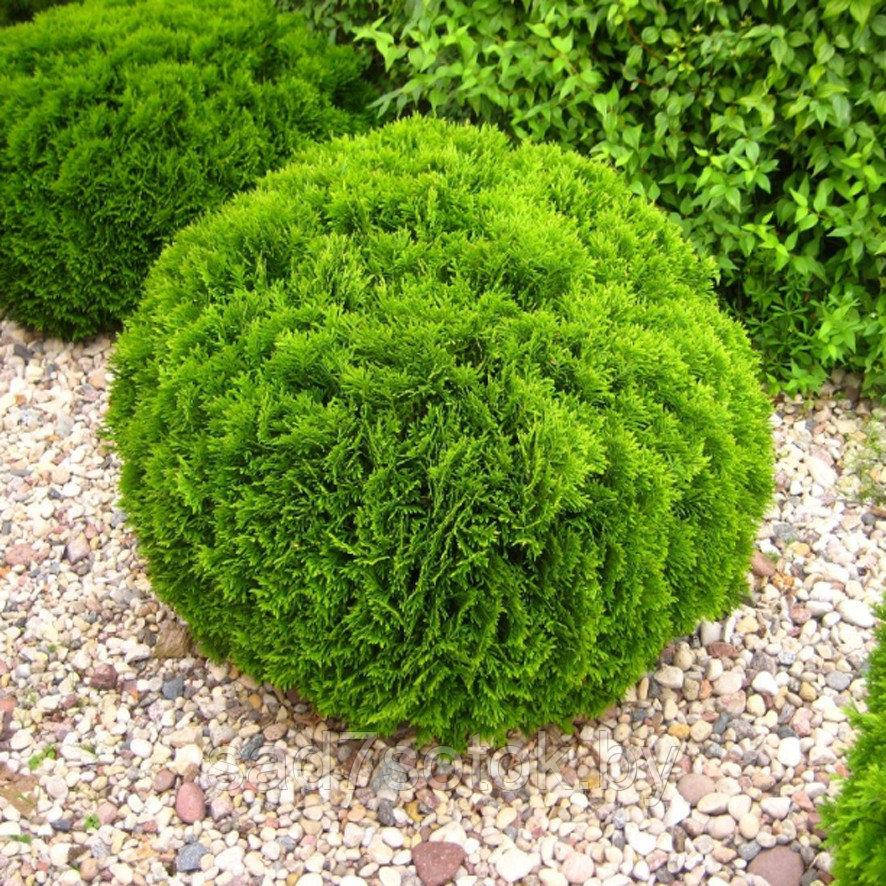 

Туя западная Даника 3,5 года / Туя західна Даніка / Thuja occidentalis Danica