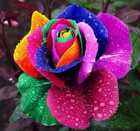 

Алмазная мозаика Королева цветов 30*40см без рамки 40*8*5см (H9013)