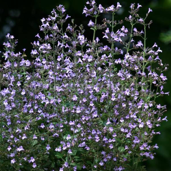 

Душевик котовниковый семена 50 шт, Голубой