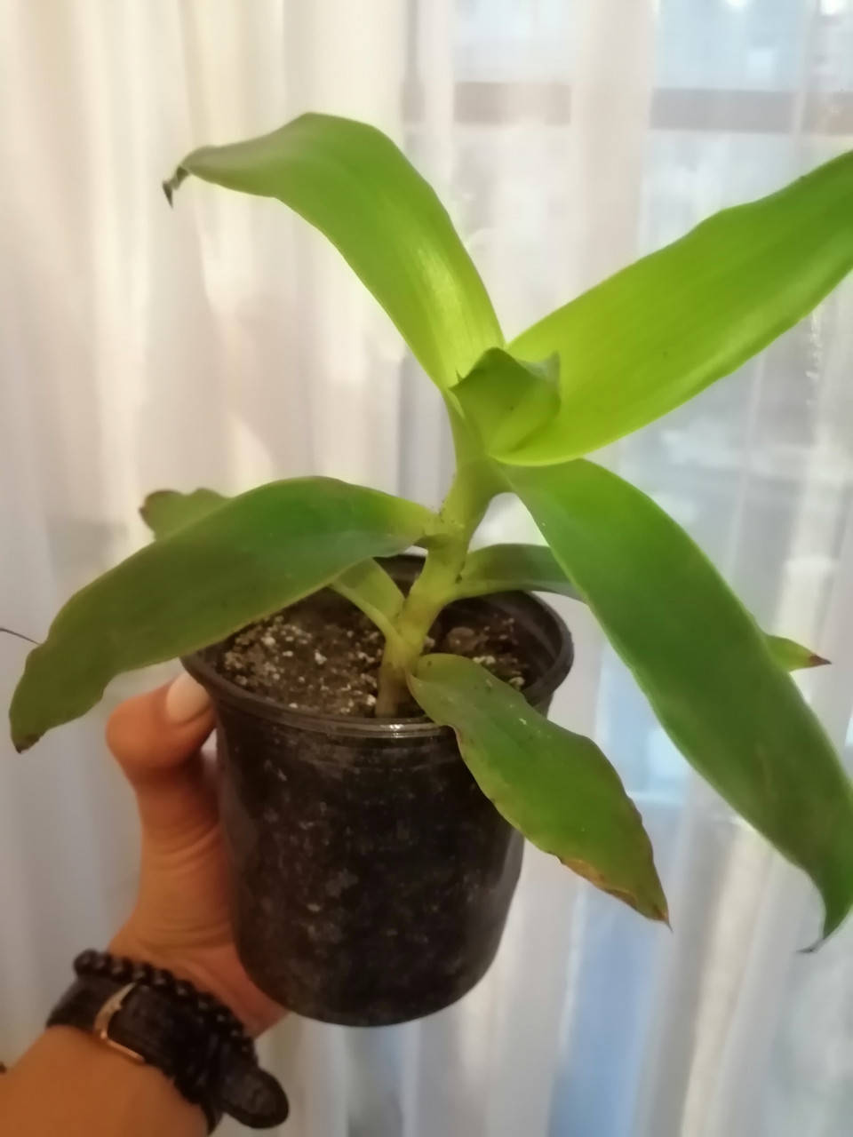 

Золотой ус или каллизия душистая (Callisia fragrans), молодое растение, Зелёный