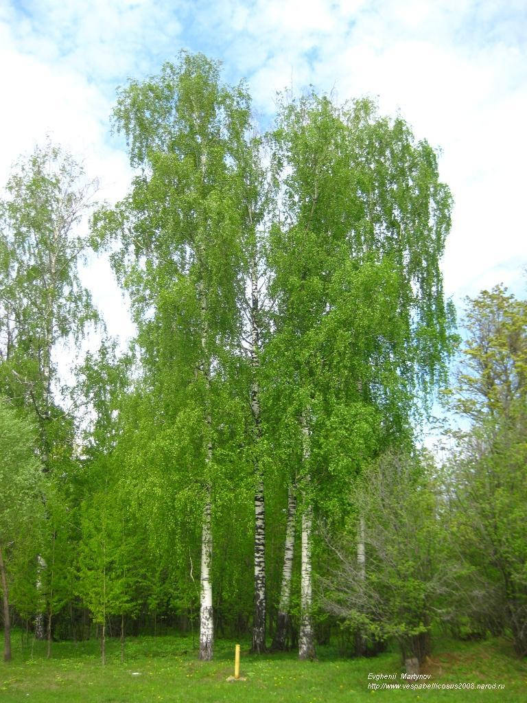 

Береза Повислая DALECARLICA