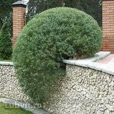 

Ива пурпурная "Нана"