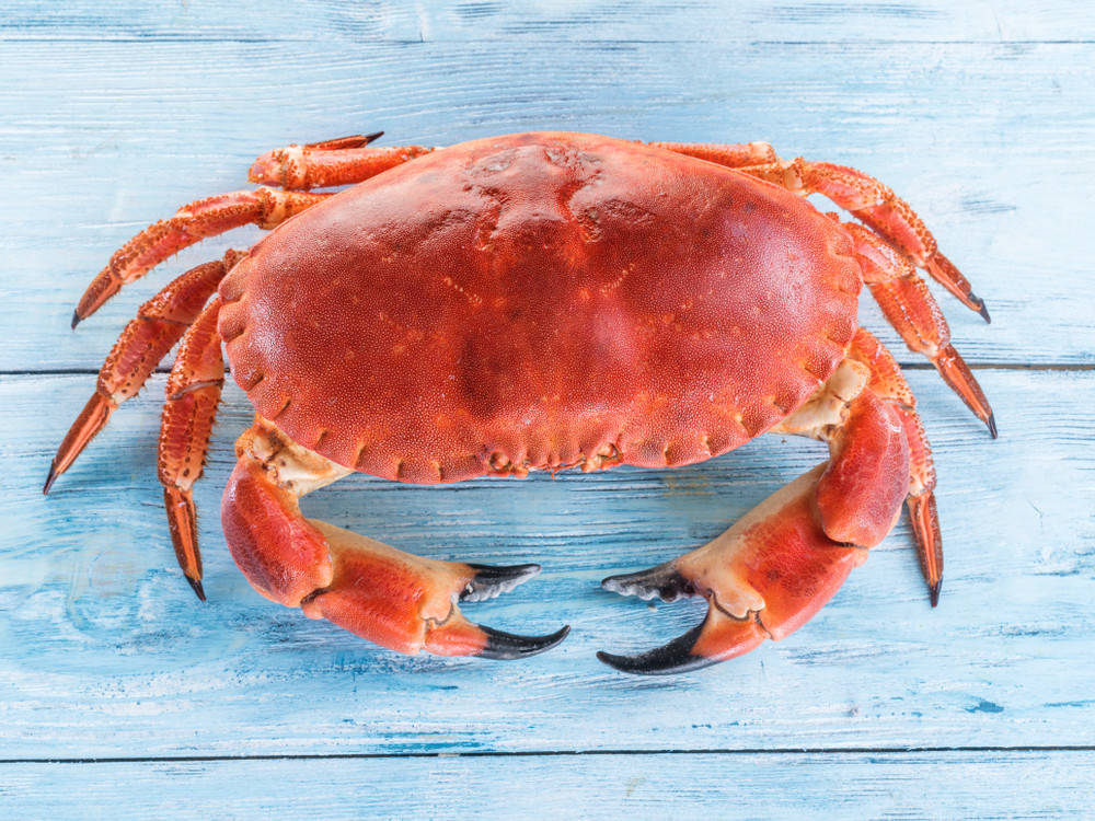 

Краб Турто Королевский, варено-мороженный, Испания. Вес 600/800 грамм