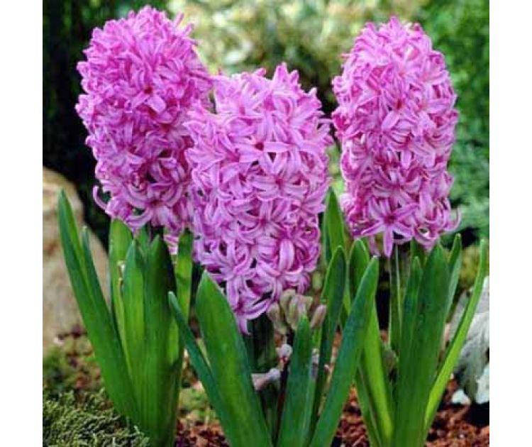 

Гиацинт "Anna Liza", Синий