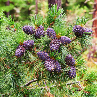 

Сосна Кедровая / С7,5 / h 25-30 / Pinus Сembra