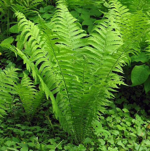 

Папоротник садовый Страусиное перо