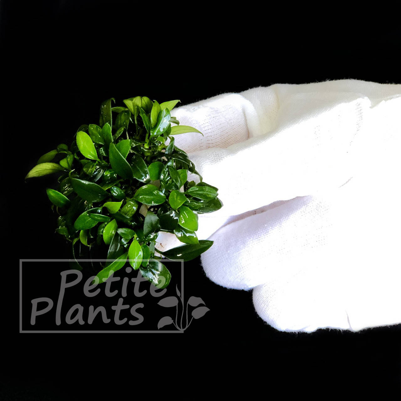 

Анубиас бартера нана Панголино (Anubias barteri var. nana "Pangolino")