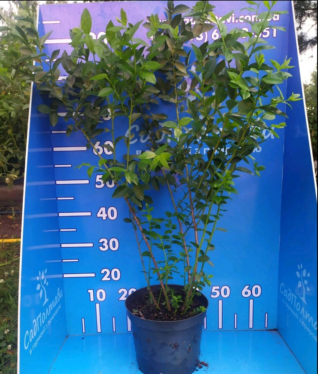 

Спартан саженцы голубики (в конт.5л)