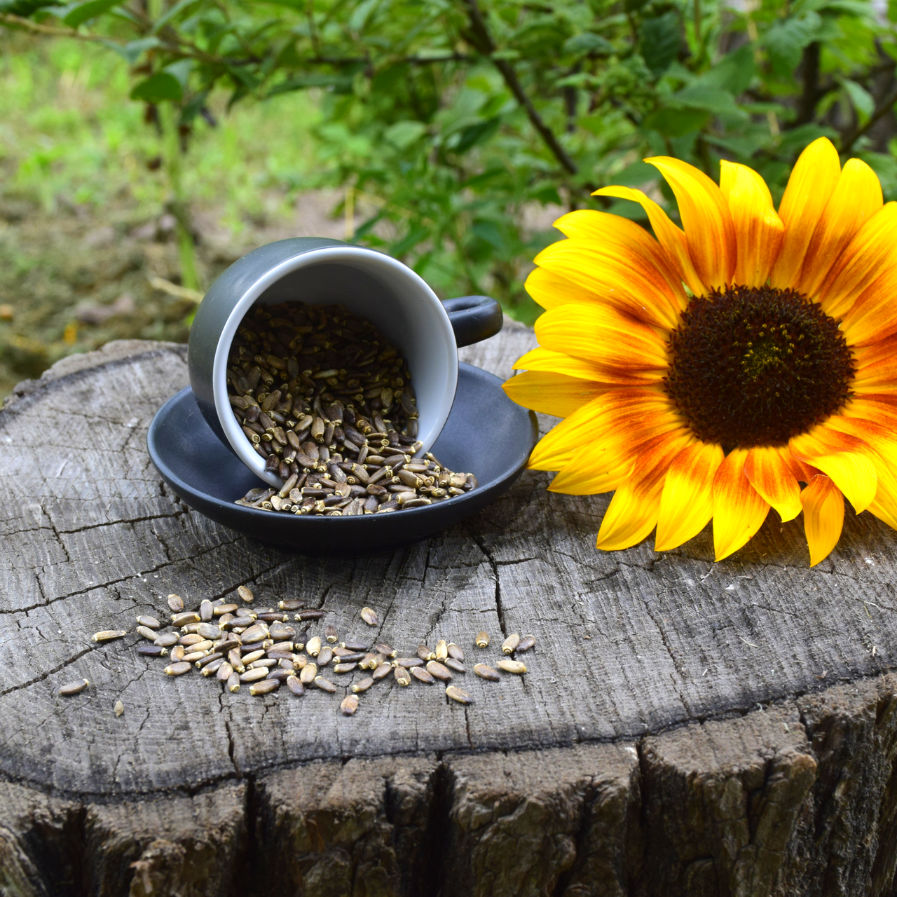 

Расторопша семена 500г.