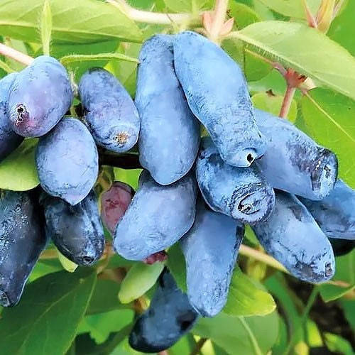 

Саженцы - жимолости съедобной