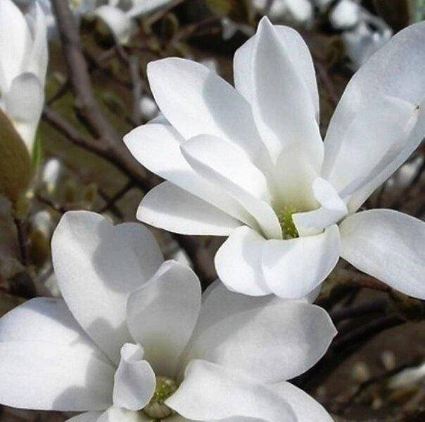 

МАГНОЛИЯ COBUS (САЖЕНЦЫ ЗКС).