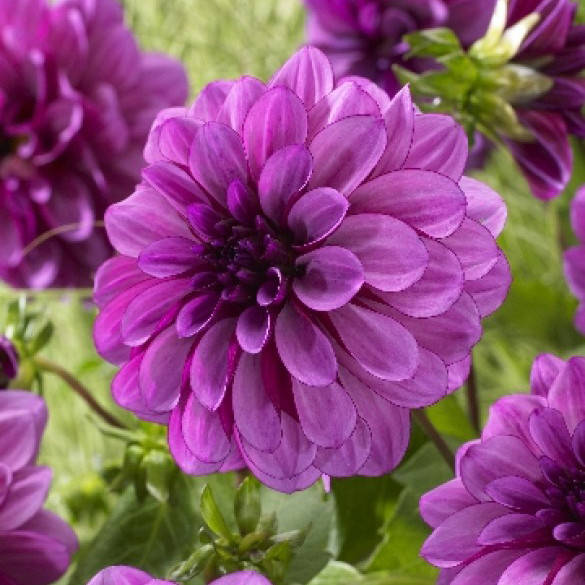 

Георгина Blue Bell Клубни