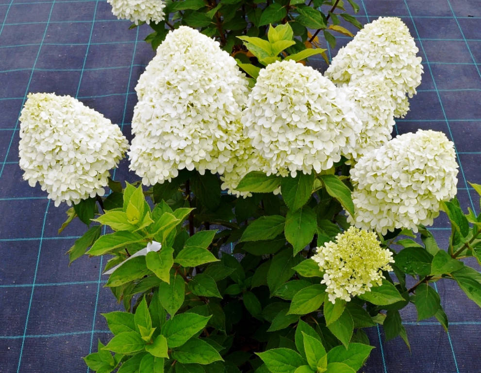 

Гортензія волотиста Селекшн / Hydrangea paniculata Selection С7,5 / Н40-60