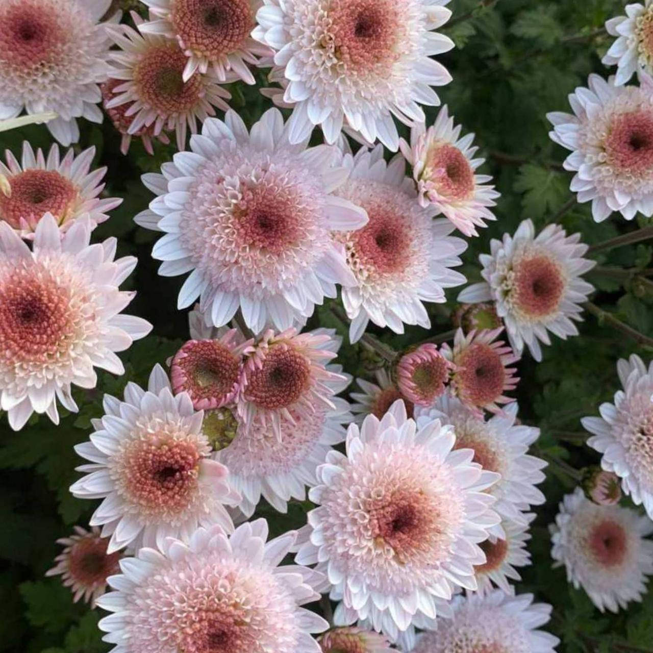 

Хризантема корейская "Медея" укорененный черенок