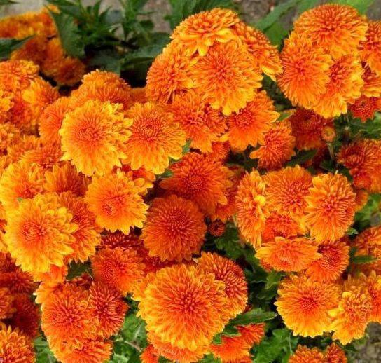 

Хризантема корейская Амбрия