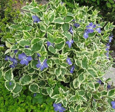 

Барвинок большой «variegata», с комом земли