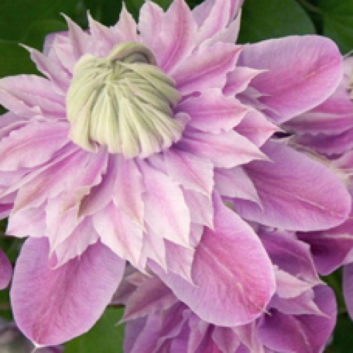 

Клематис Josephina (Жозефина)