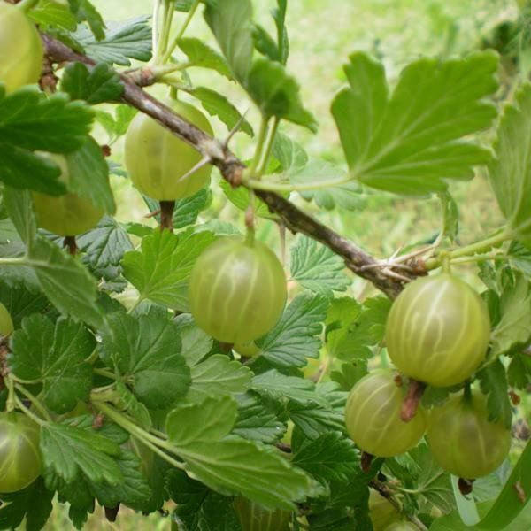 

Саженец крыжовника ИНВИКТА (Invikta) - ранний, 1-летний