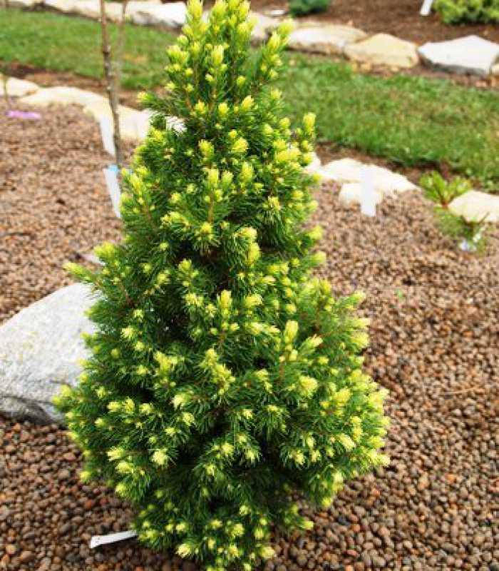 

Ель канадская Рейнбоуз Енд(Picea glauca 'Rainbow's End)