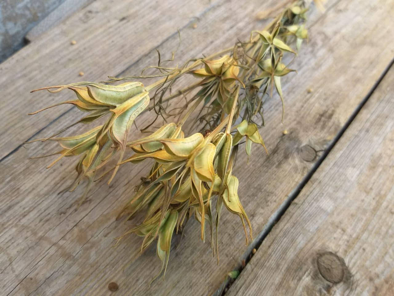 

Нигелла восточная, сухоцвет, 15 шт. коробочек, h-20 см