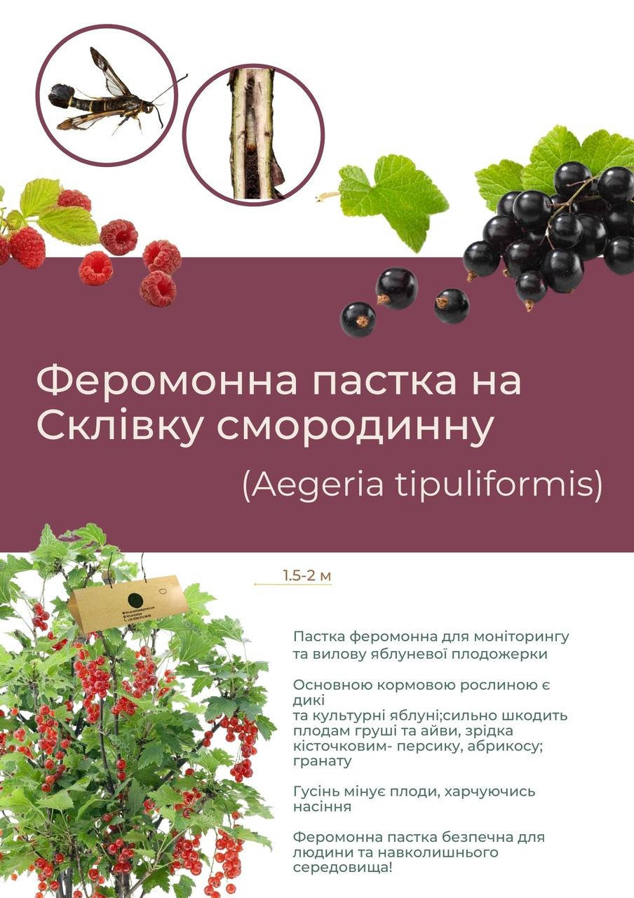 

Комплект на Смородиновую стеклянницу