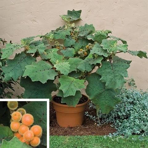 

Луло (наранхилла), Solanum quitoense, Темно-зеленый