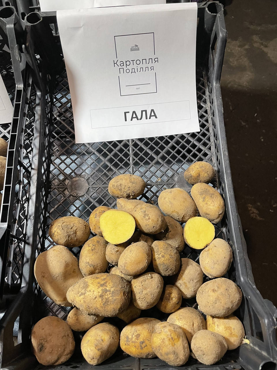 

Семенной картофель Гала, I-я репродукция