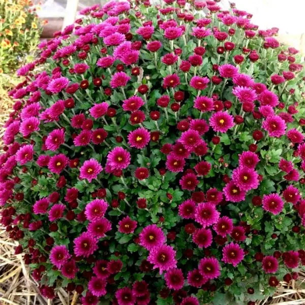

Хризантема дрібноквіткова горшкова Staviski Purple