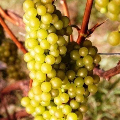 

Виноград Мускат Одесский (саженцы)