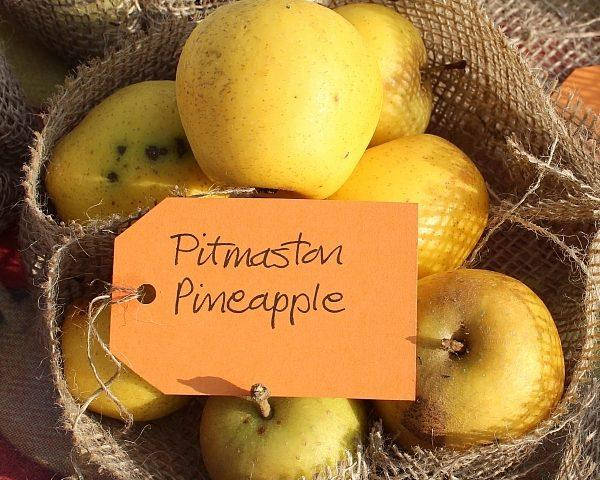 

Саженцы яблонь Питмастон (Pitmaston)