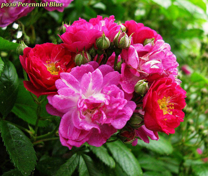 

Роза Perennial Blue ® (Многолетний синий)