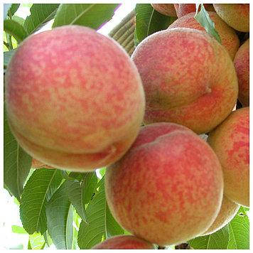 

Персик Гринсборо" (средний)