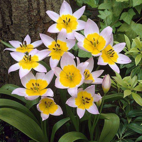 

Тюльпан Saxatilis (луковицы) 5шт, Белый