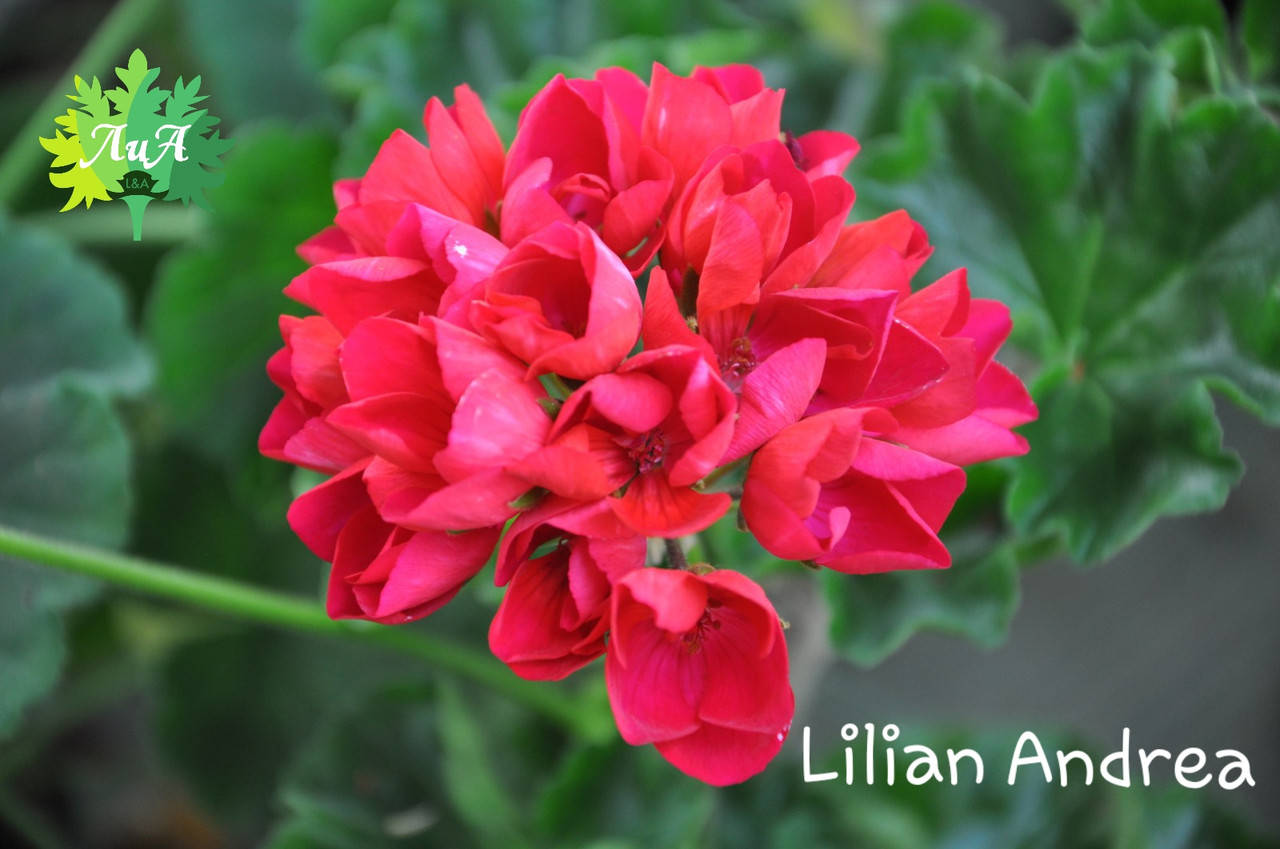 

Пеларгония "Lilian Andrea" (герань, калачик №58)