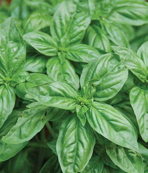 

Базилик лимонный - семена 30 шт