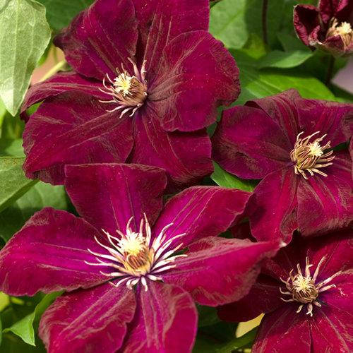 

Клематис Руж Кардинал, Clematis Rouge Cardinal (3 группа)