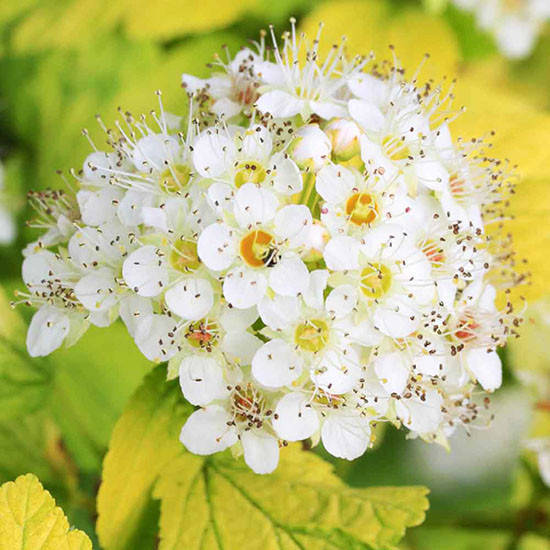 

Пузыреплодник Дартс Голд / Physocarpus Dart`s Gold / С3
