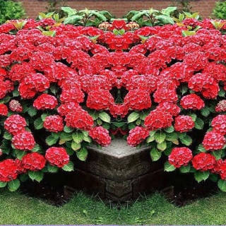

Гортензия крупнолистная Ред барон, Hydrangea macrophylla Red Baron