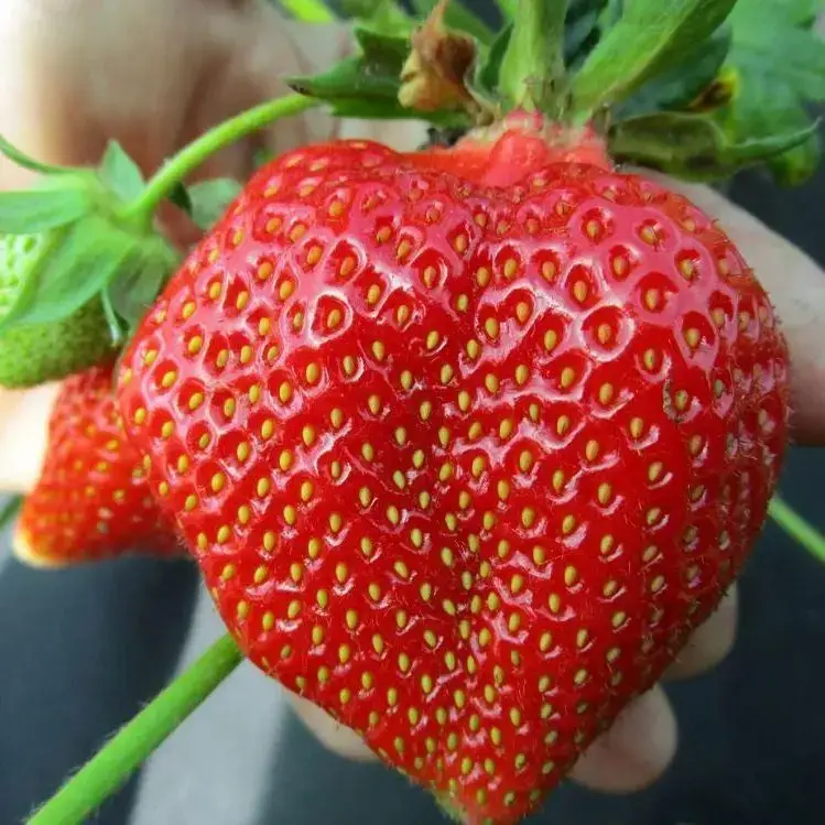 

Клубника "ЛУИЗА" ремонтантная / Саженцы / Премиум качество (ЗАКАНЧИВАЕТСЯ)