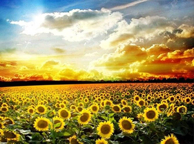 

Алмазная вышивка "Поле подсолнухов", небо,закат,солнце, рассвет, полная выкладка, ,мозаика 5d, наборы 45х35 см