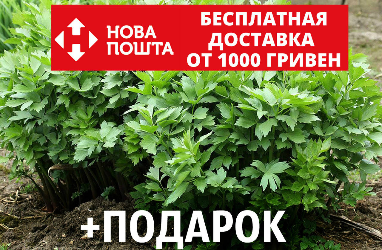 

Любисток семена (20 шт) (зимний сельдерей, дудочник,дудчатая трава, Levisticum officinale)