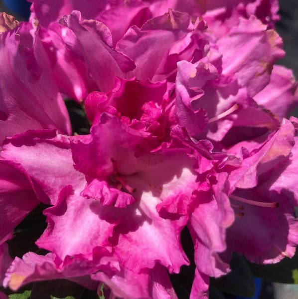 

Саженец рододендрона BLURETTIA, 2 - летний, контейнер 1,5л