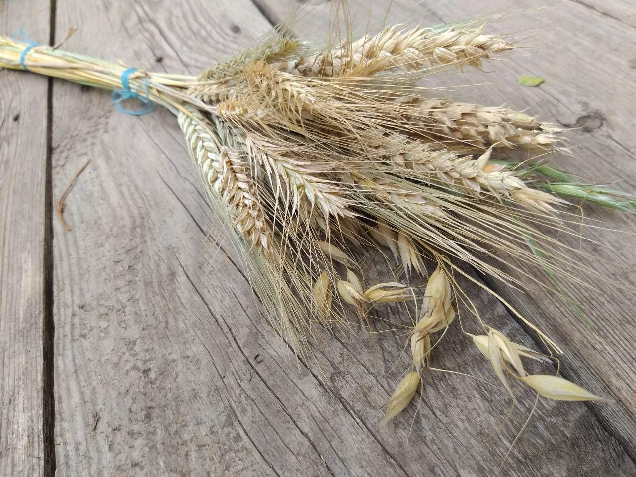 

Букет из злаковых растений: рожь, пшеница, просо, овес, лен, h-30 см
