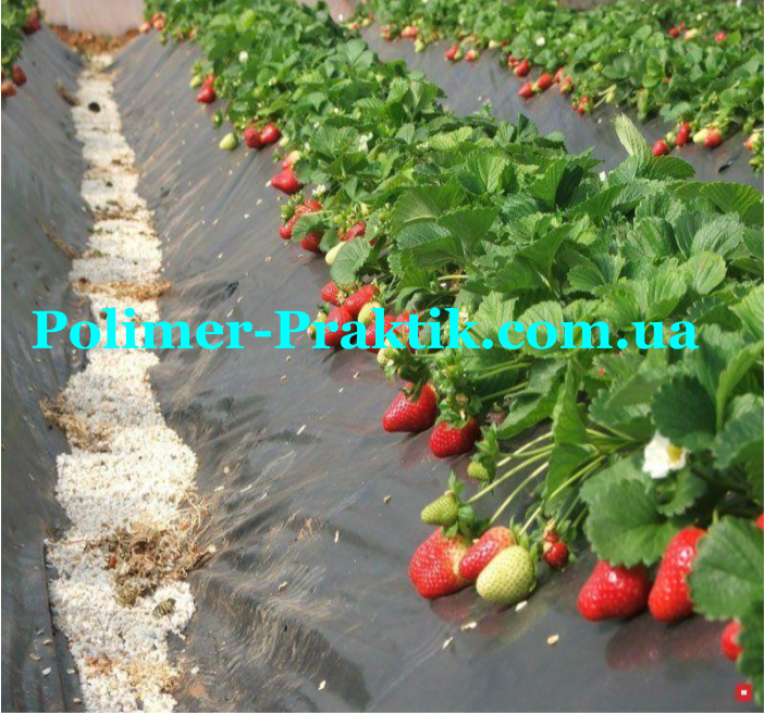 

Пленка с перфорацией для клубники 0.50мкм