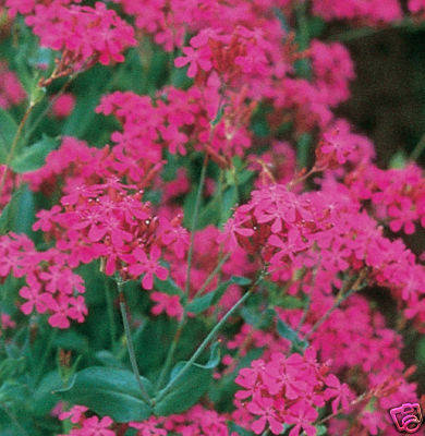 

Цветы Catchfly Silene 30 сем